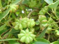 八角提取物(莽草酸)