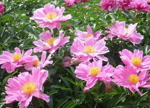 芍藥苷